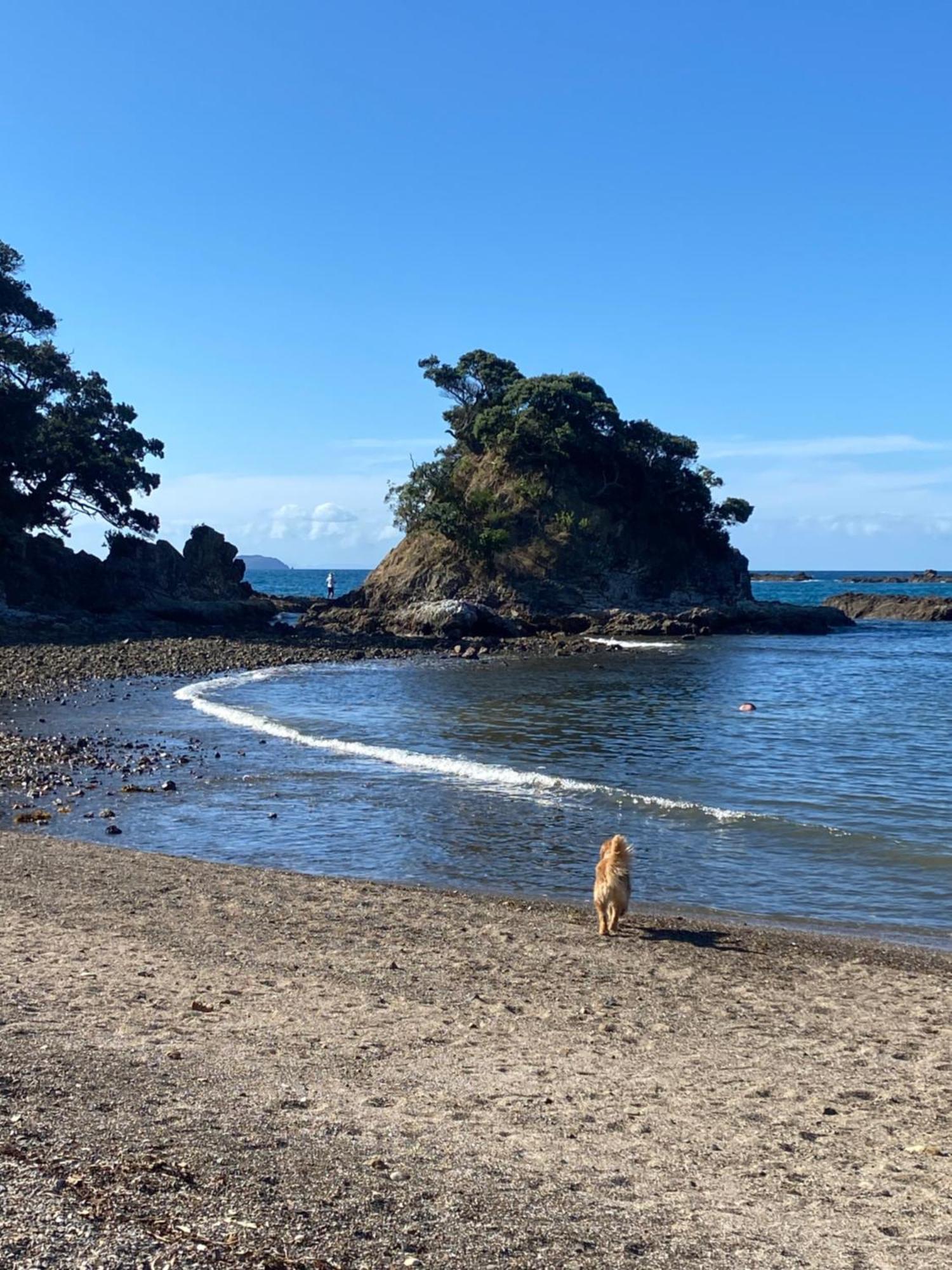 Kereru Cabin - Spectacular Seaviews, Rustic, Glamping Eco Adventure Palm Beach Extérieur photo